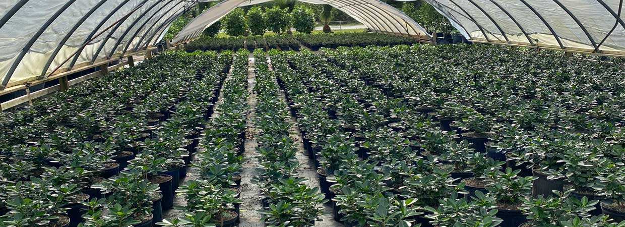 Full Service Wholesale Tree and Plant Nursery