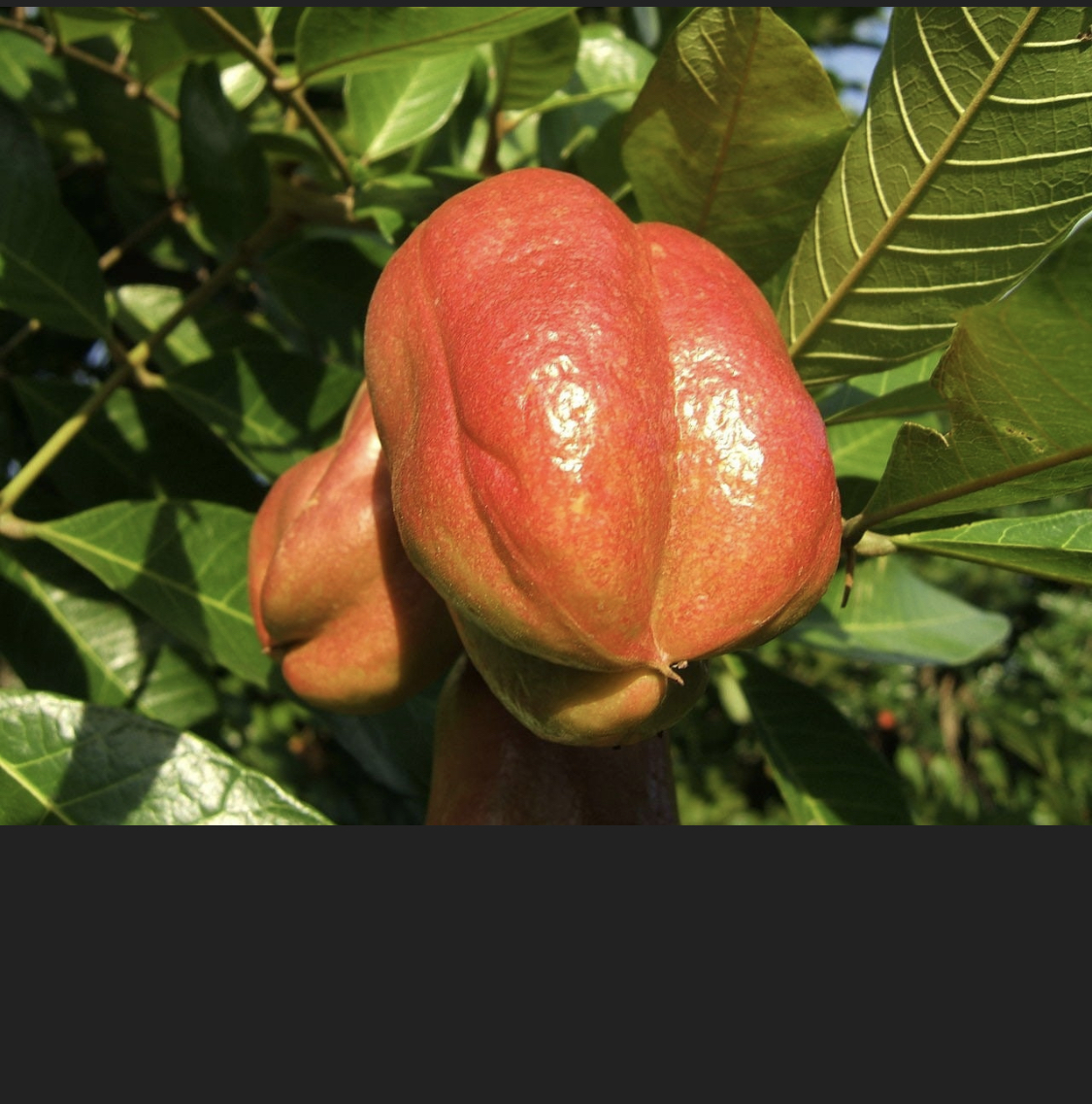 ackee-fruit-tree-free-shipping-indian-river-exotics